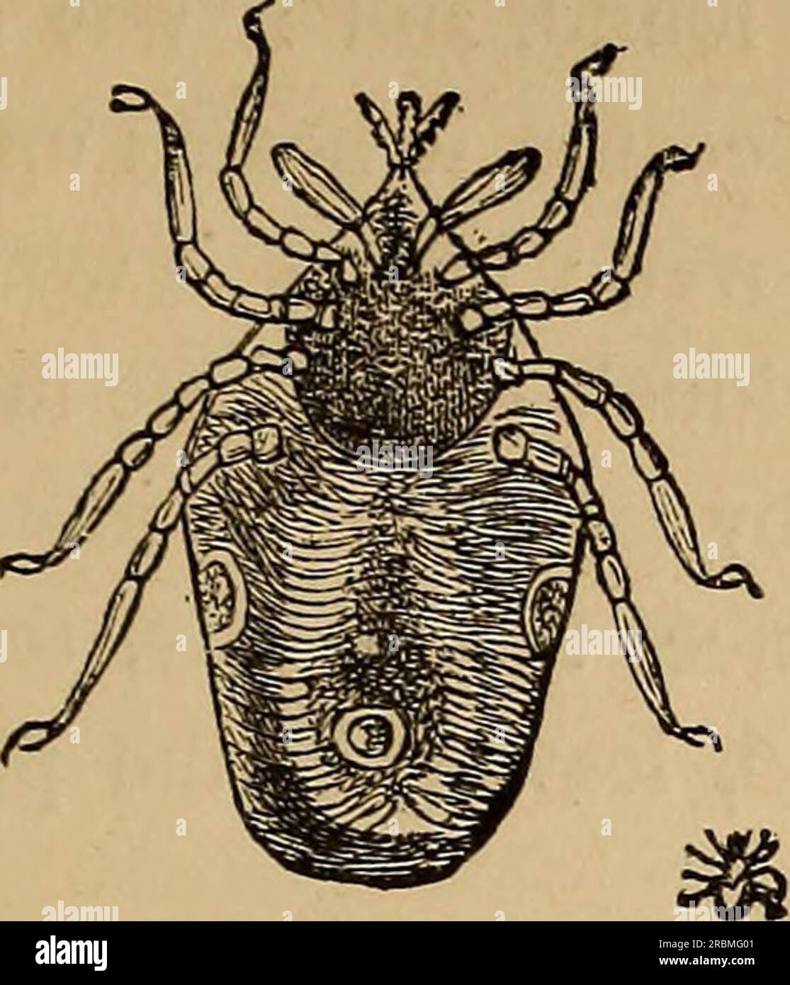 'Wirtschaftliche Entomologie' (1877) Stockfoto