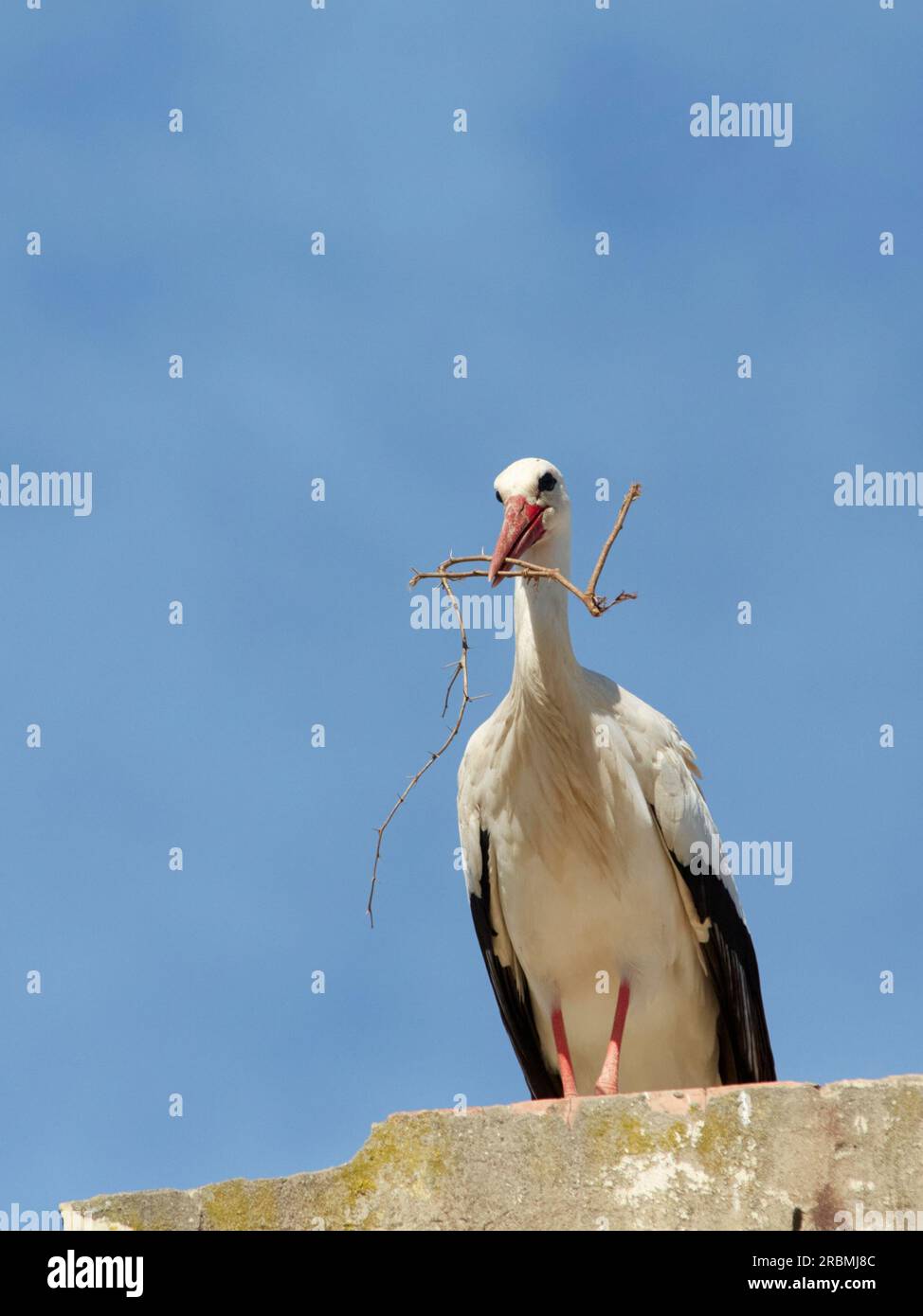 Fliegender Weißstorch, Zikonie, in Andalusien bei Jerez de la Frontera, Spanien Stockfoto