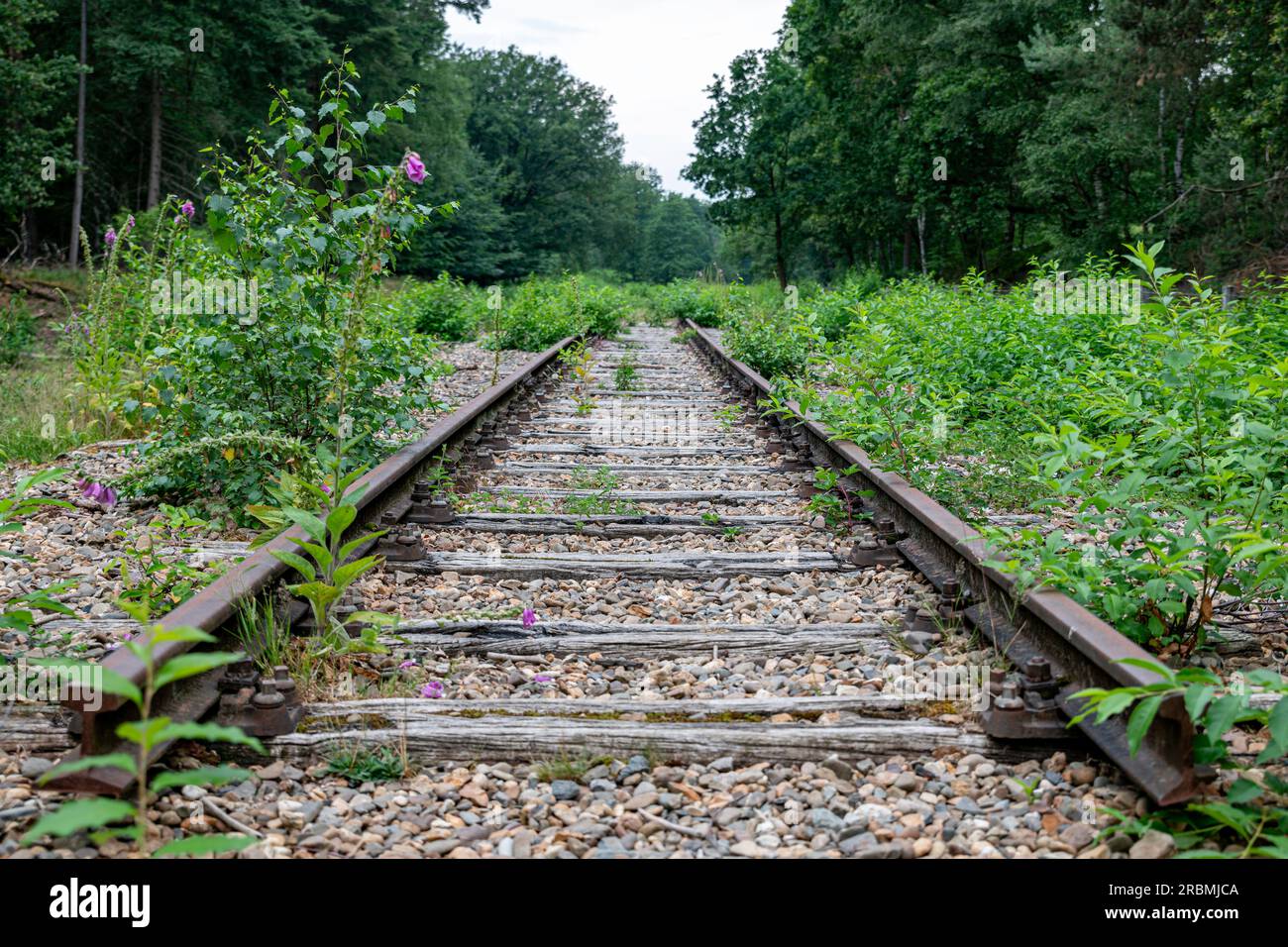 Alte stillgelegte Schienen im Kies im Wald Stockfoto