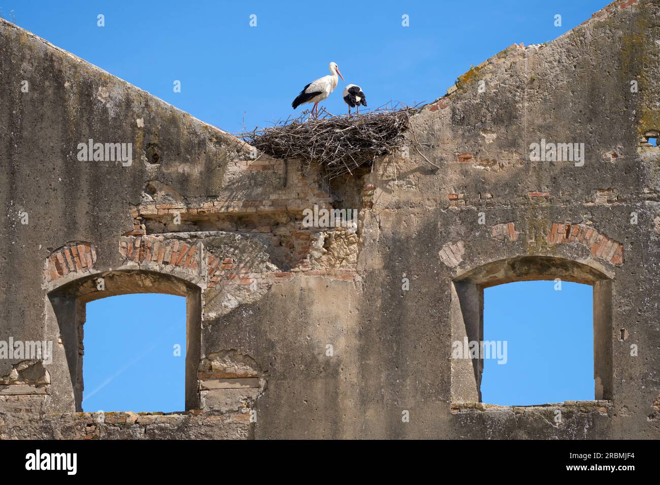 Weiße Störche, Ciconia ciconia, nistend in einer Störchkolonie in Andalusien nahe Jerez de la Frontera, Spanien Stockfoto