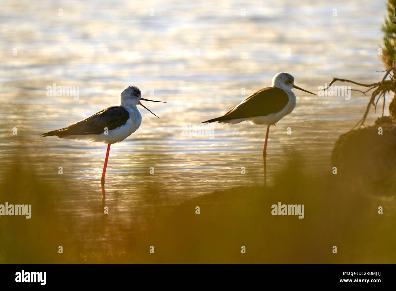 Schwarzflügeliger Stilz-Seevögel in seinem natürlichen Lebensraum in den Feuchtgebieten der Isla Christina, Andalusien, Spanien Stockfoto