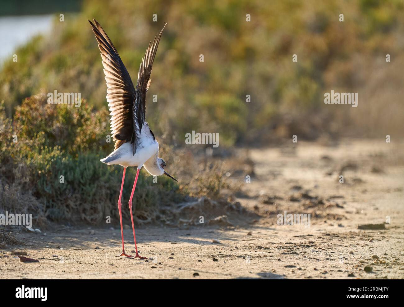Schwarzflügeliger Stilz-Seevögel in seinem natürlichen Lebensraum in den Feuchtgebieten der Isla Christina, Andalusien, Spanien Stockfoto