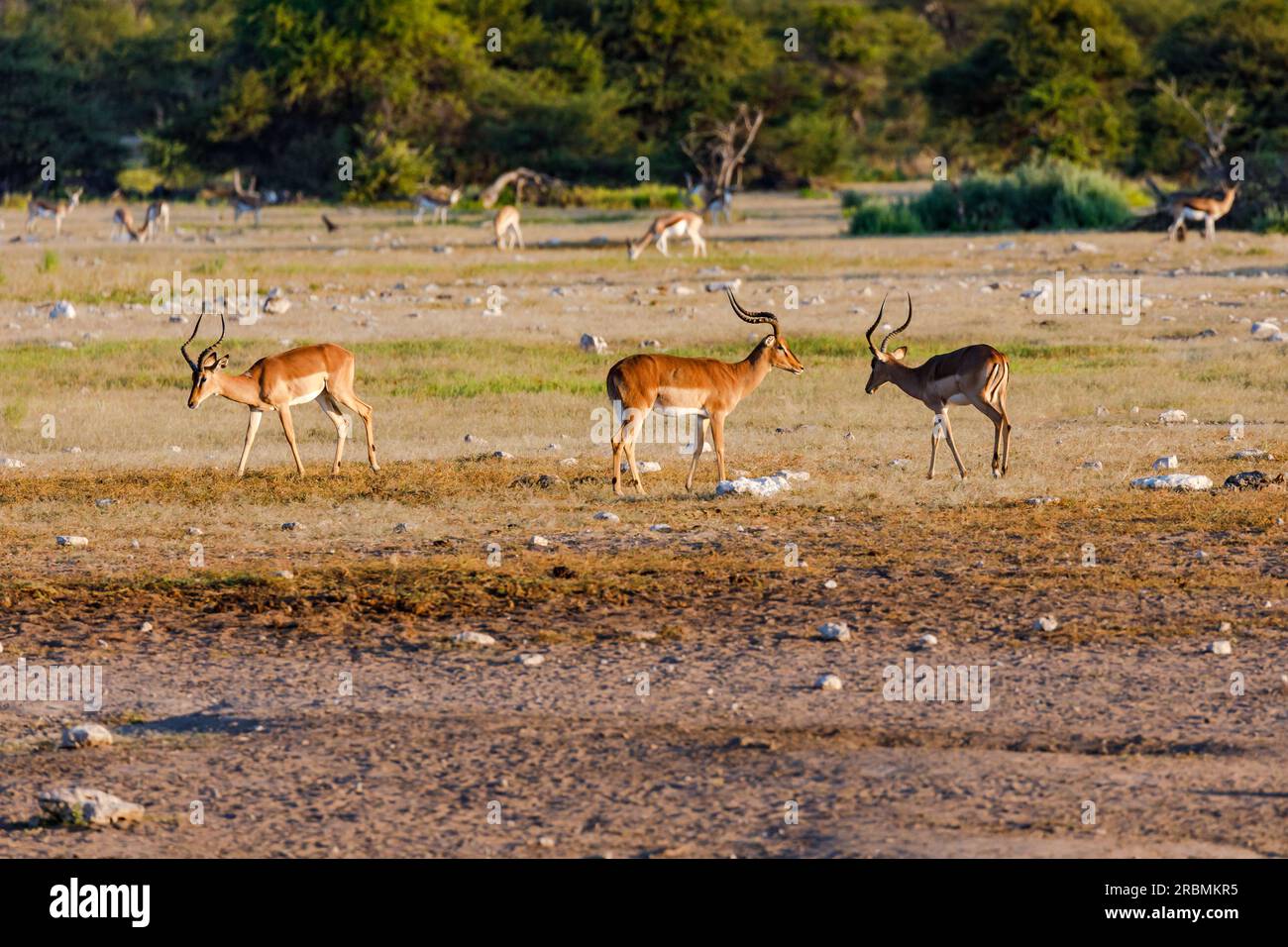 Eine kleine Herde von Springbock und Antilopen in der Savanne des Etosha-Nationalparks in Namiba, Afrika Stockfoto
