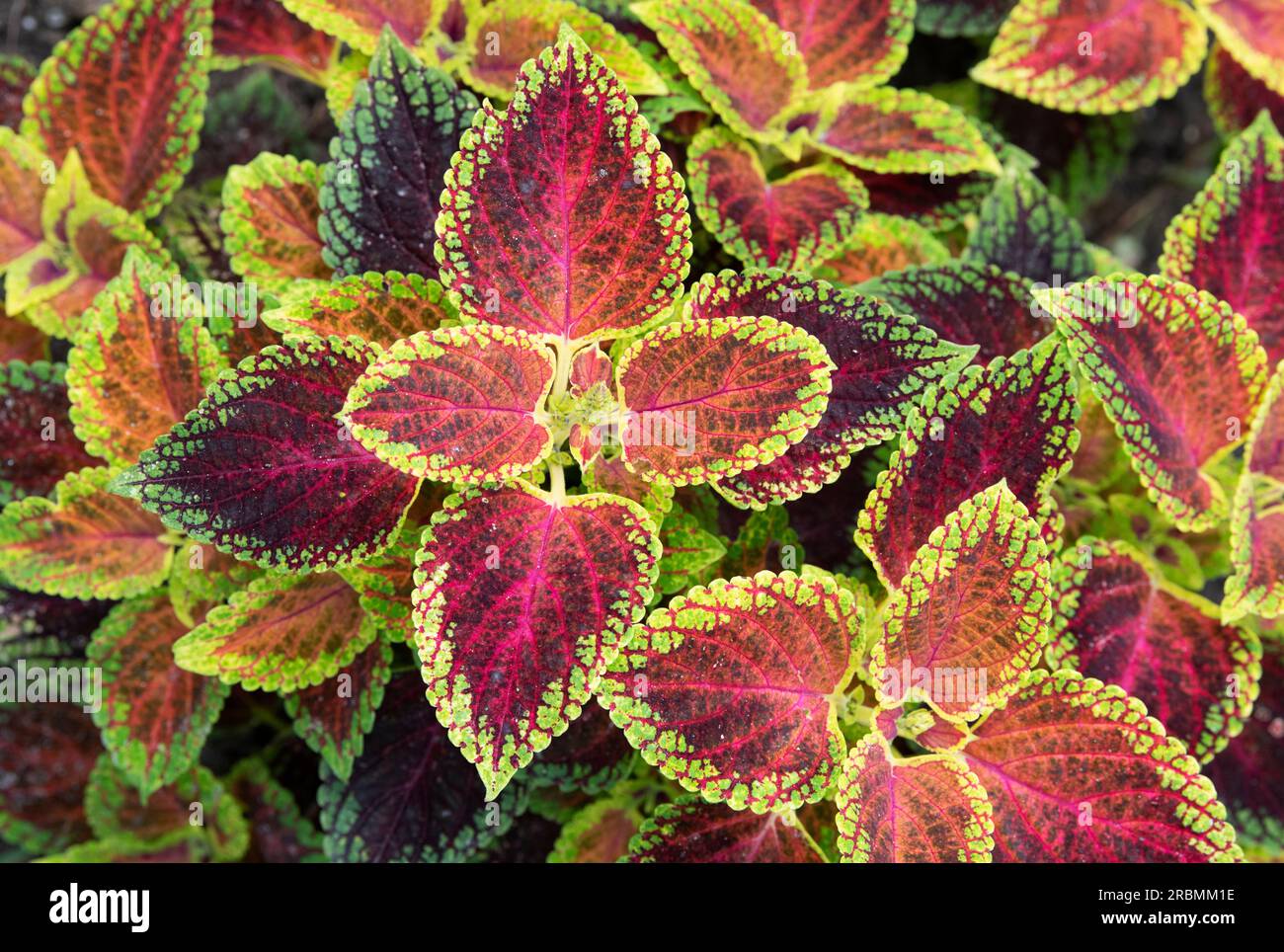 Coleus scutellarioides 'Roter Zwerg'. Coleus Roter Zwerg Stockfoto