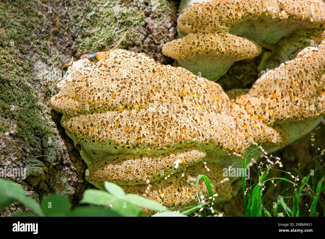 Nahaufnahme eines grossen Pilzes, der auf einem Baum wächst und sich in den Poren flüssige Perlen bildet. Stockfoto