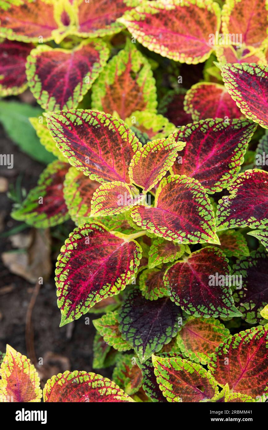 Coleus scutellarioides 'Roter Zwerg'. Coleus Roter Zwerg Stockfoto