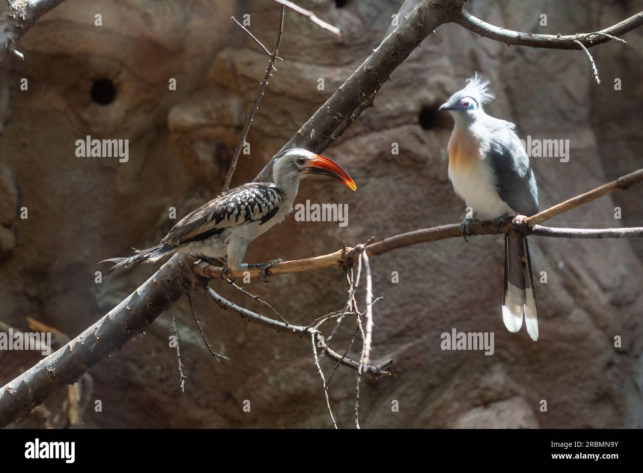 Der nördliche Rotschnabel Hornbill, ein herrlicher Vogel, der auf dem afrikanischen Kontinent heimisch ist Stockfoto