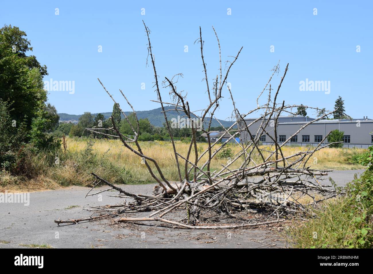 Totholz auf der Straße Stockfoto