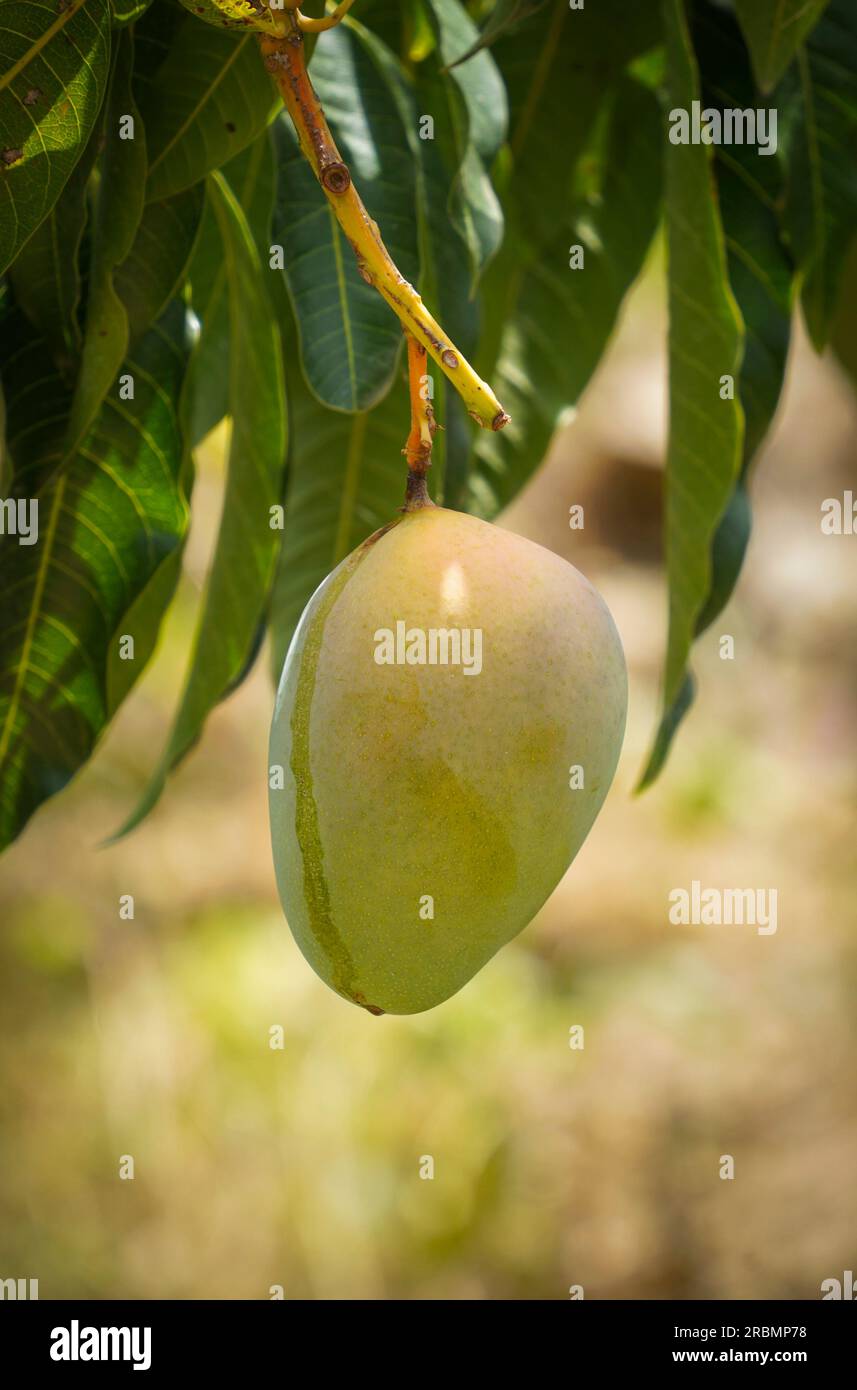 Unreife Mangofrucht auf dem Baum. Stockfoto