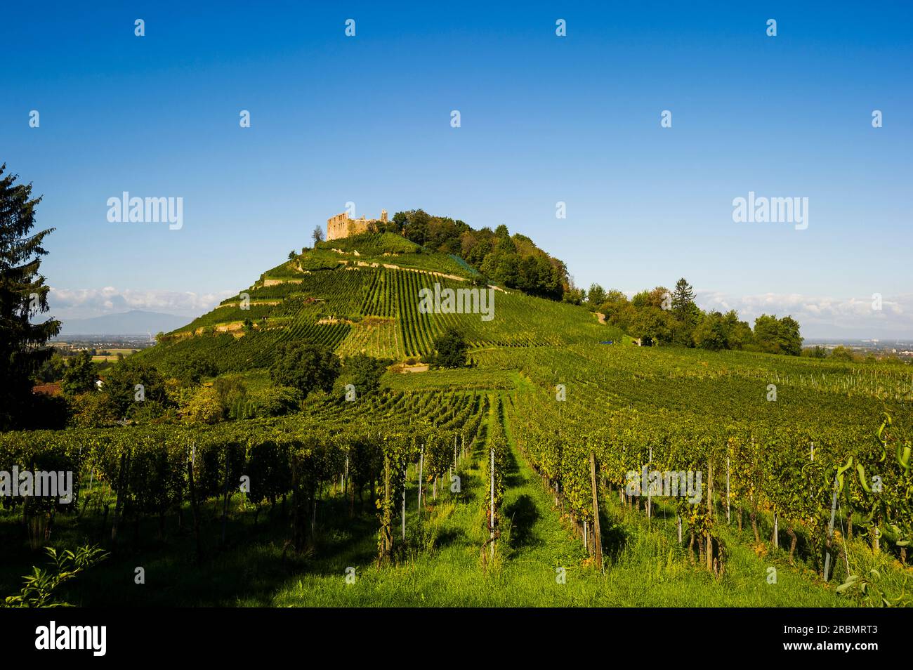 Burgruinen und Weinberg, Sonnenaufgang, Staufen, nahe Freiburg im Breisgau, Markgräflerland, Schwarzwald, Baden-Württemberg, Deutschland Stockfoto