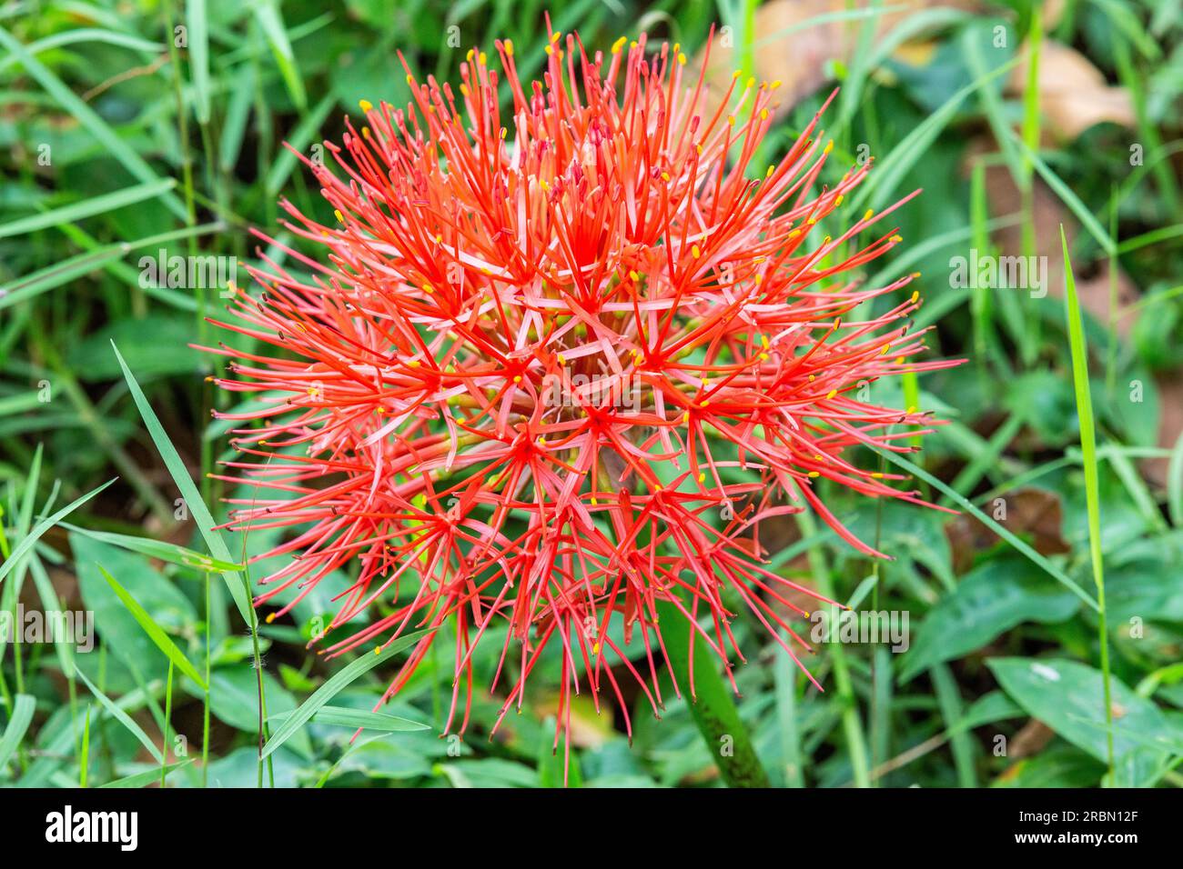 Zur Infloreszenz von Scadoxus multiflorus (African Blood Luly). Botanischer Garten Entebbe, Uganda. Stockfoto