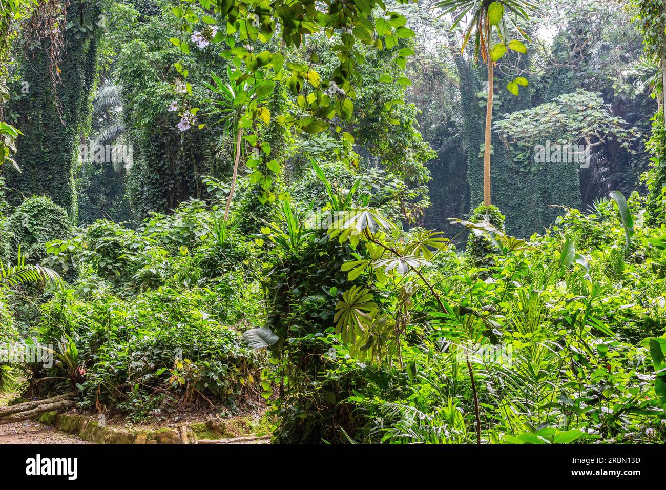 Wildnis des Botanischen Gartens von Entebbe, der als natürliche Kulisse für einen der Tarzan-Filme genutzt wurde. Uganda. Stockfoto