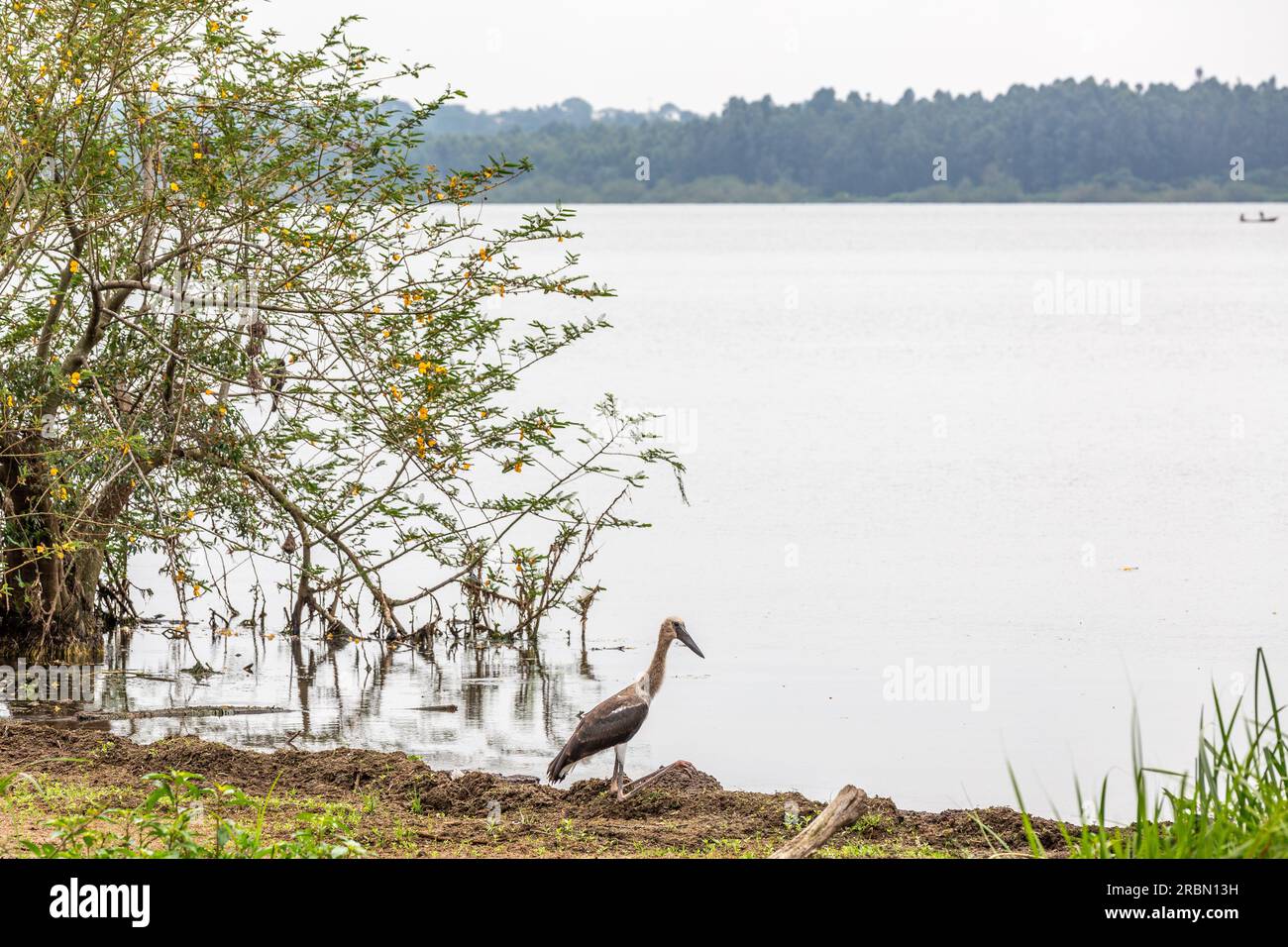 Storch am Ufer des Victoria-Sees in Entebbe, Uganda. Stockfoto