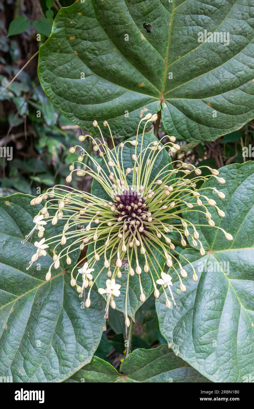 Clerodendron-Blume. Botanischer Garten Entebbe, Uganda. Stockfoto