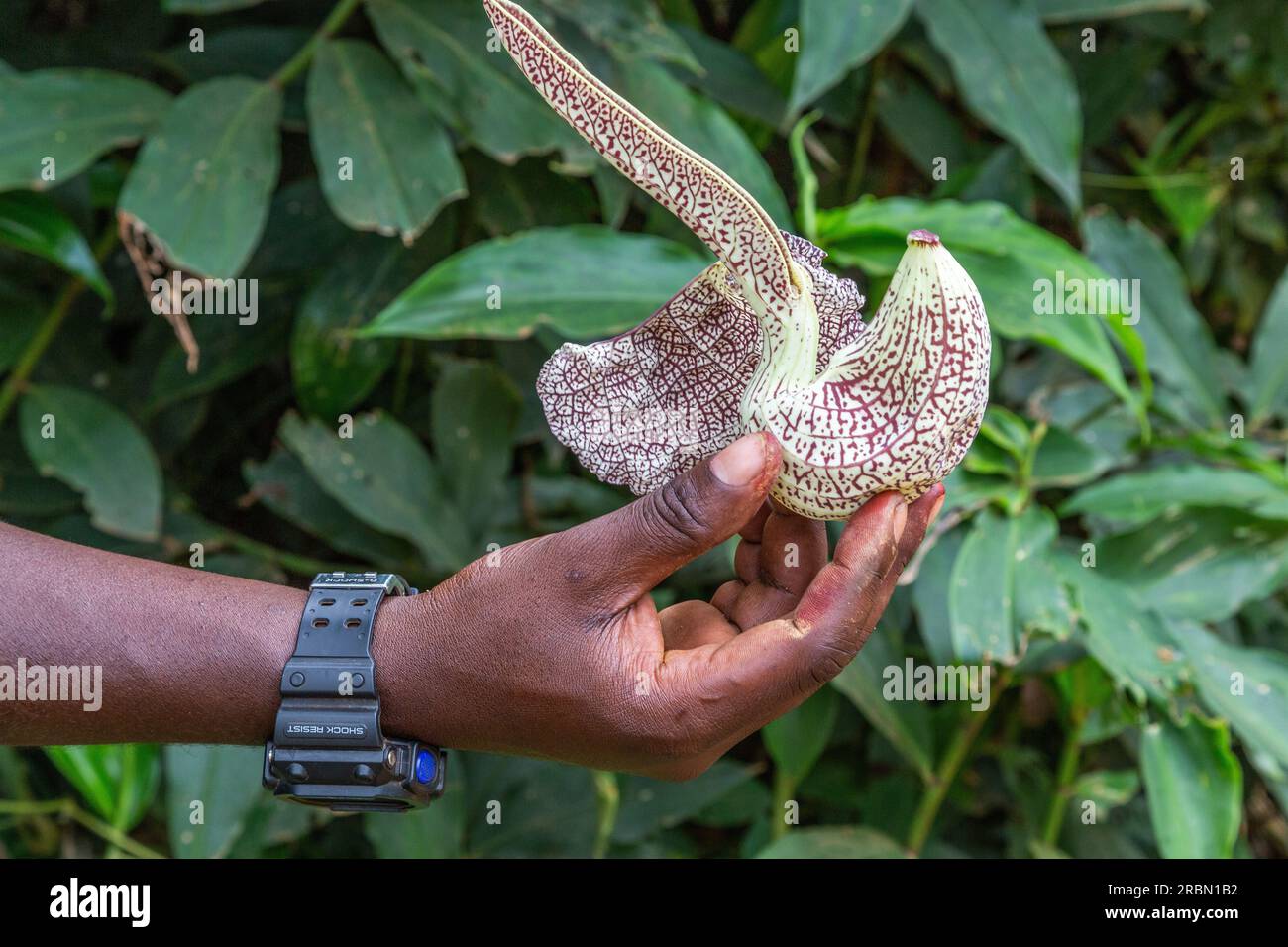 Aristolochia-Blume „Holländer Pfeife“ in der Hand gehalten. Botanischer Garten Entebbe, Uganda. Stockfoto