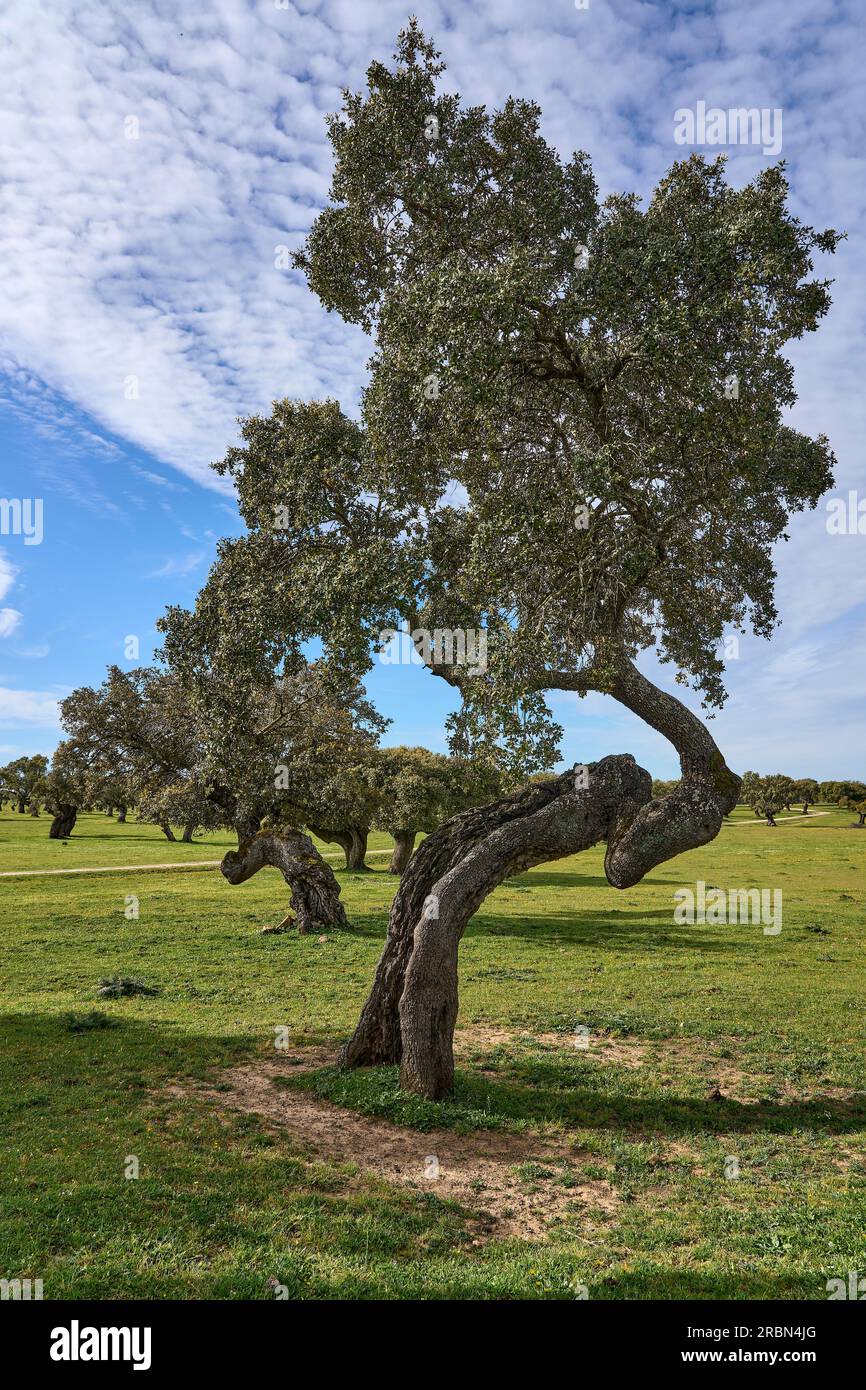 Felsige Landschaft mit Stein- und Korkeichen im Departement Extremadura in Spanien Stockfoto