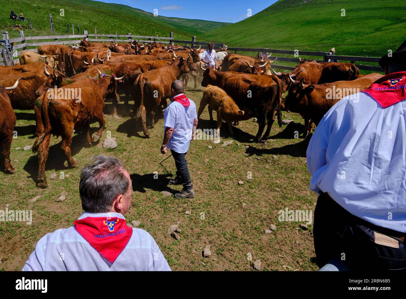 Frankreich, Kantal, Allanche, regionaler Naturpark der Vulkane der Auvergne, Hochebene Cézallier, Estive Festival, Wandertierhaltung der Herde Jérôme F. Stockfoto