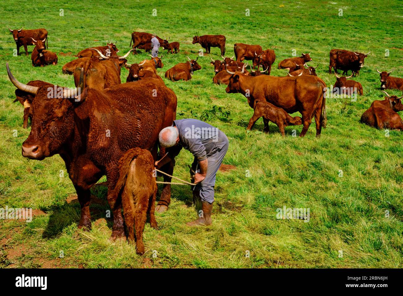 Frankreich, Cantal (15), Auvergne Volcanoes Regional Natural Park, Saint Paul de Salers, Buron d'Algour by Marie-Jo und Guy Chambon, Salers Kühe sind milke Stockfoto