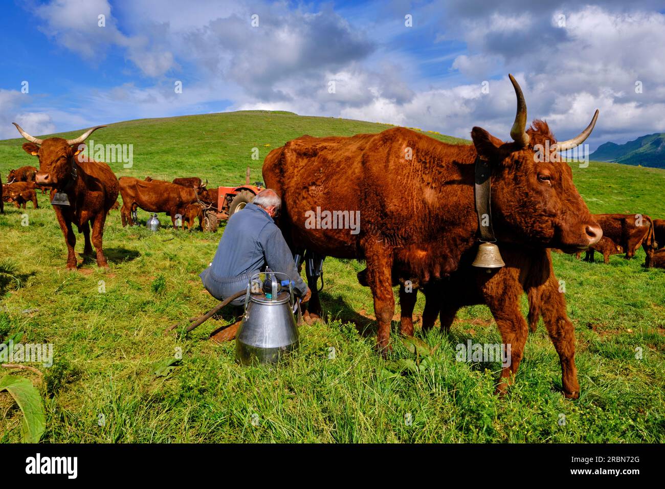 Frankreich, Cantal (15), Auvergne Volcanoes Regional Natural Park, Saint Paul de Salers, Buron d'Algour by Marie-Jo und Guy Chambon, Salers Kühe sind milke Stockfoto
