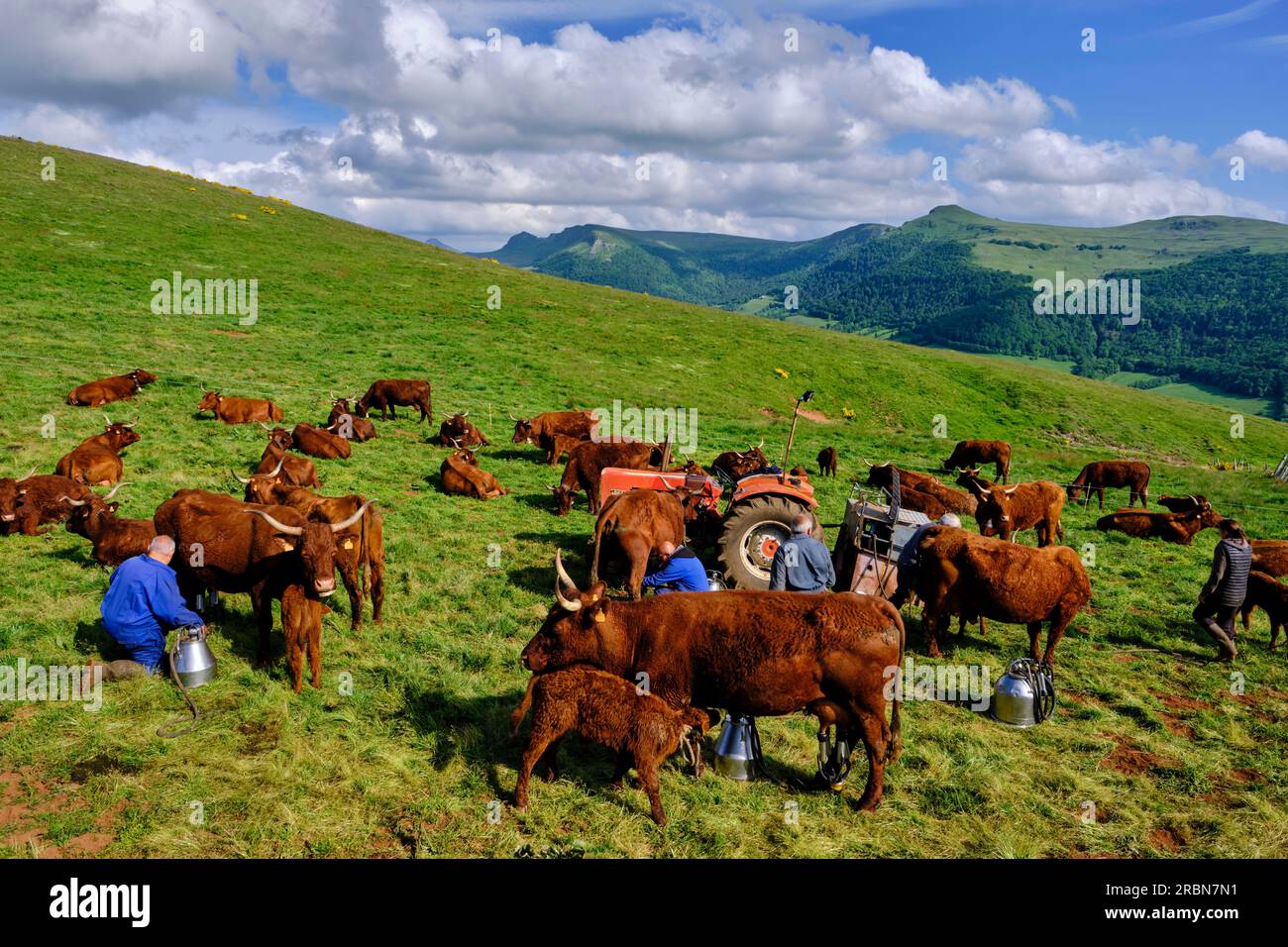 Frankreich, Cantal (15), Auvergne Volcanoes Regional Natural Park, Saint Paul de Salers, Buron d'Algour by Marie-Jo und Guy Chambon, Salers Kühe sind milke Stockfoto
