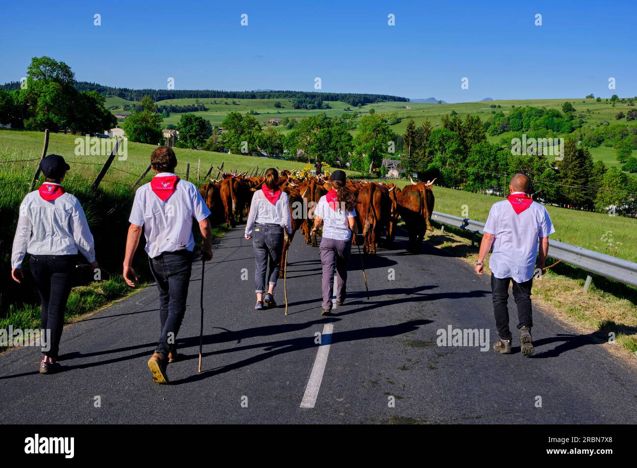 Frankreich, Kantal, Allanche, regionaler Naturpark der Vulkane der Auvergne, Hochebene Cézallier, Estive Festival, Wandertierhaltung der Herde Jérôme F. Stockfoto