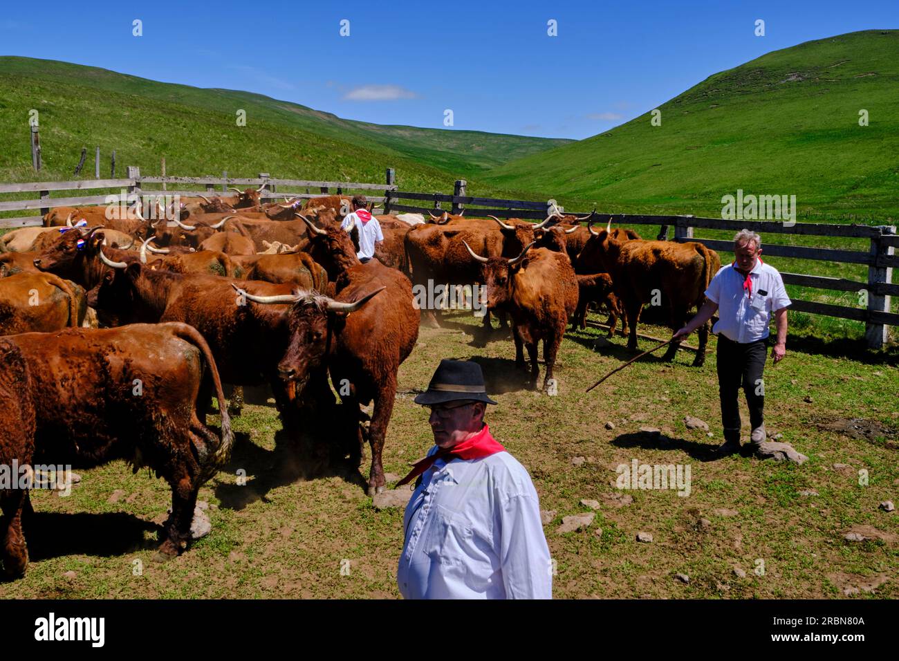 Frankreich, Kantal, Allanche, regionaler Naturpark der Vulkane der Auvergne, Hochebene Cézallier, Estive Festival, Wandertierhaltung der Herde Jérôme F. Stockfoto