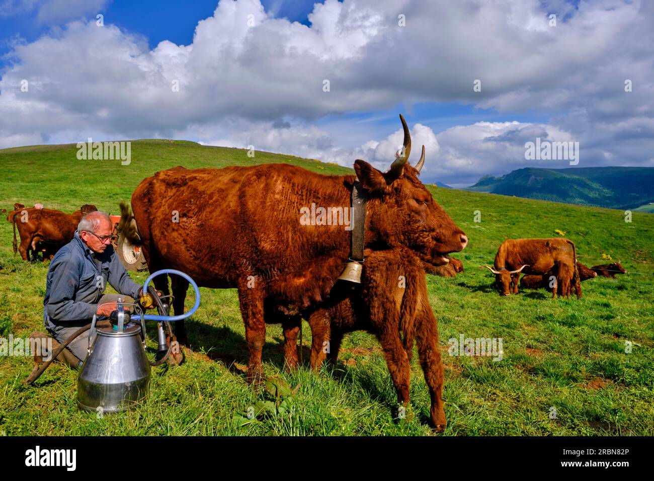 Frankreich, Cantal (15), Auvergne Volcanoes Regional Natural Park, Saint Paul de Salers, Buron d'Algour by Marie-Jo und Guy Chambon, Salers Kühe sind milke Stockfoto