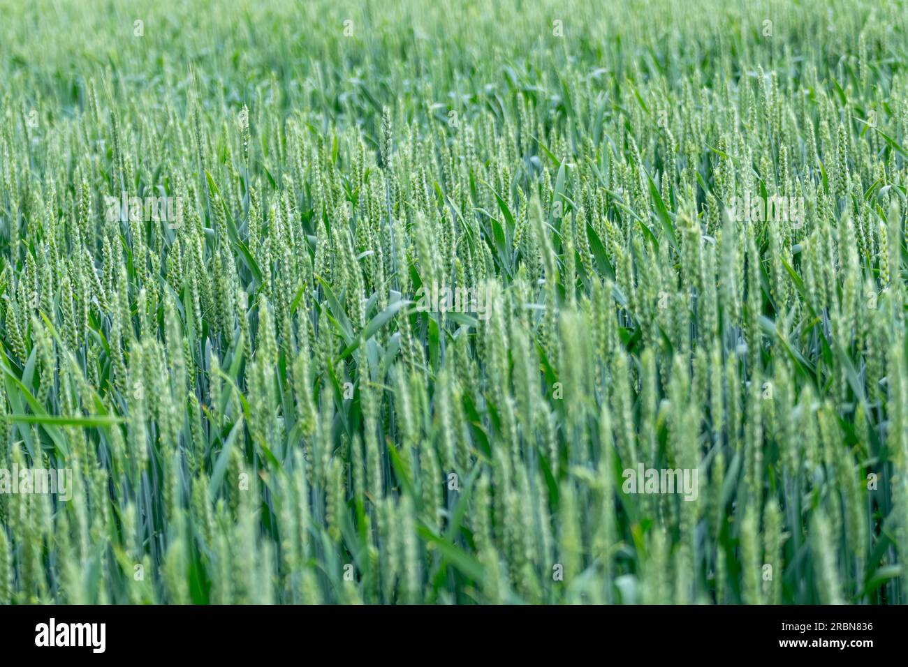 Grüne Frühlingsweizenfelder. Junge fruchtbare Weizenohren oder Stacheln. Landwirtschaft in der Ukraine Stockfoto