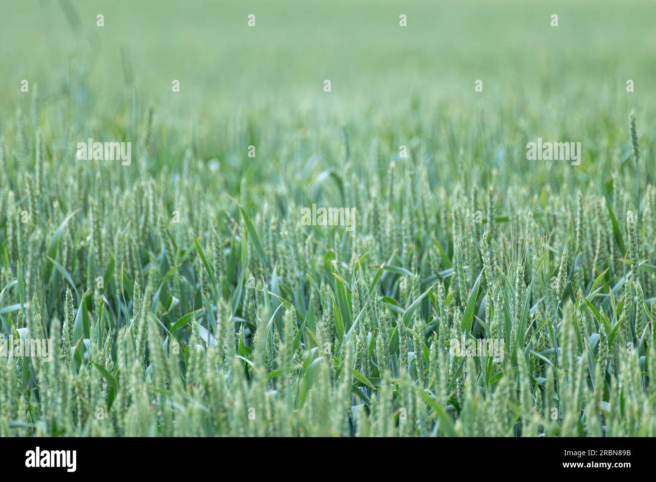 Grünes Frühlingsweizenfeld – Nahaufnahme. Junge Weizenohren oder Stacheln mit unscharfem Hintergrund. Landwirtschaftlich Stockfoto