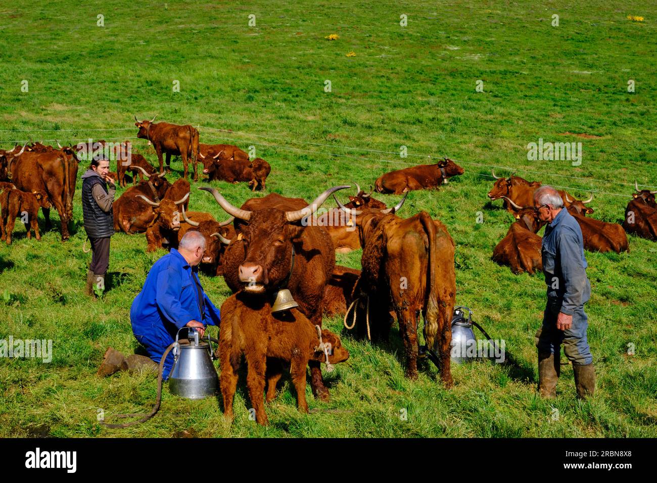 Frankreich, Cantal (15), Auvergne Volcanoes Regional Natural Park, Saint Paul de Salers, Buron d'Algour by Marie-Jo und Guy Chambon, Salers Kühe sind milke Stockfoto