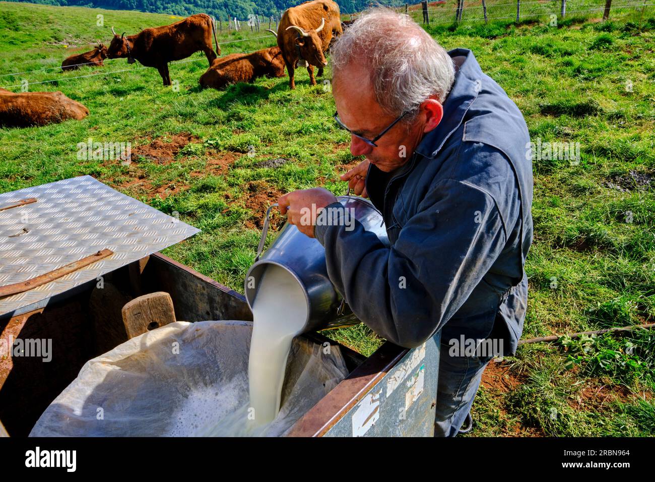 Frankreich, Cantal (15), Auvergne Volcanoes Regional Natural Park, Saint Paul de Salers, Buron d'Algour by Marie-Jo und Guy Chambon, Salers Kühe sind milke Stockfoto