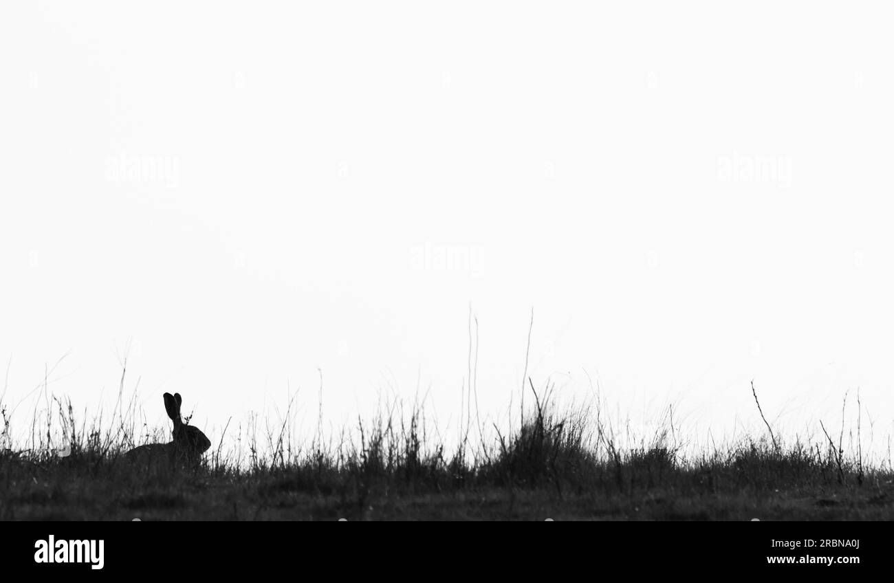 Silhouette Eines Brown Hare, Lepus europaeus, auf der Skyline eines Feldes, England, Großbritannien Stockfoto