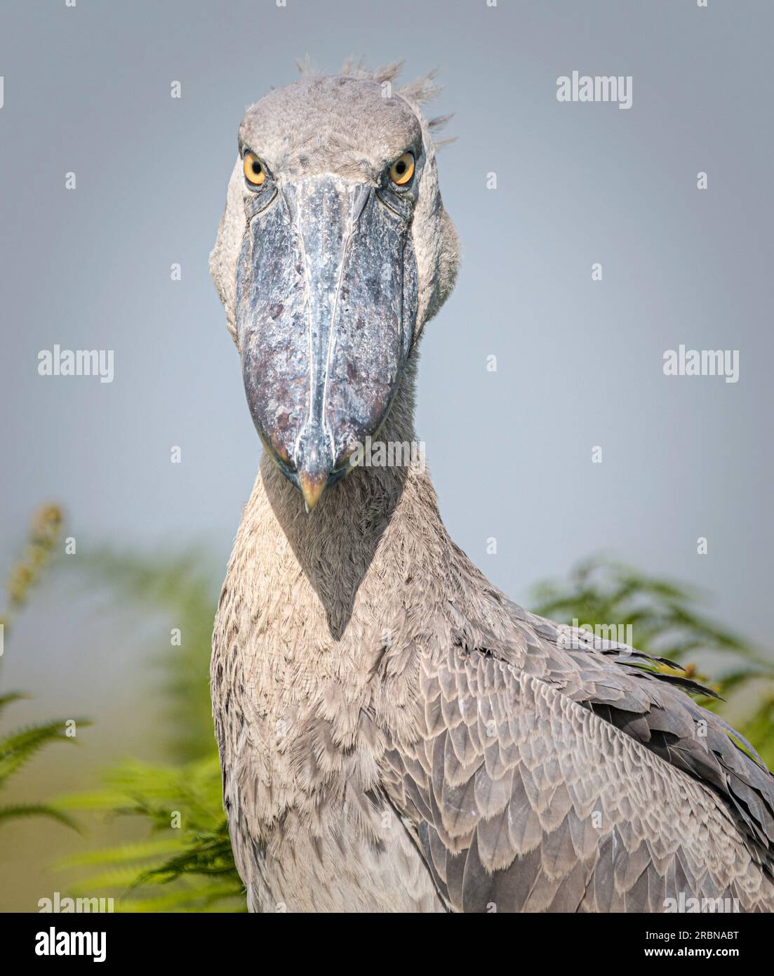 Schuhschnabel Storch Stockfoto