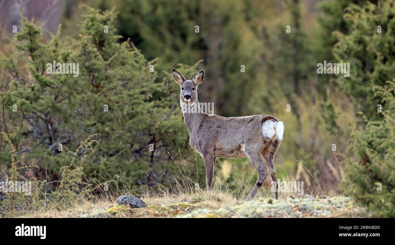 Rotwild, höchste Alarmbereitschaft, Frühlingssaison Stockfoto