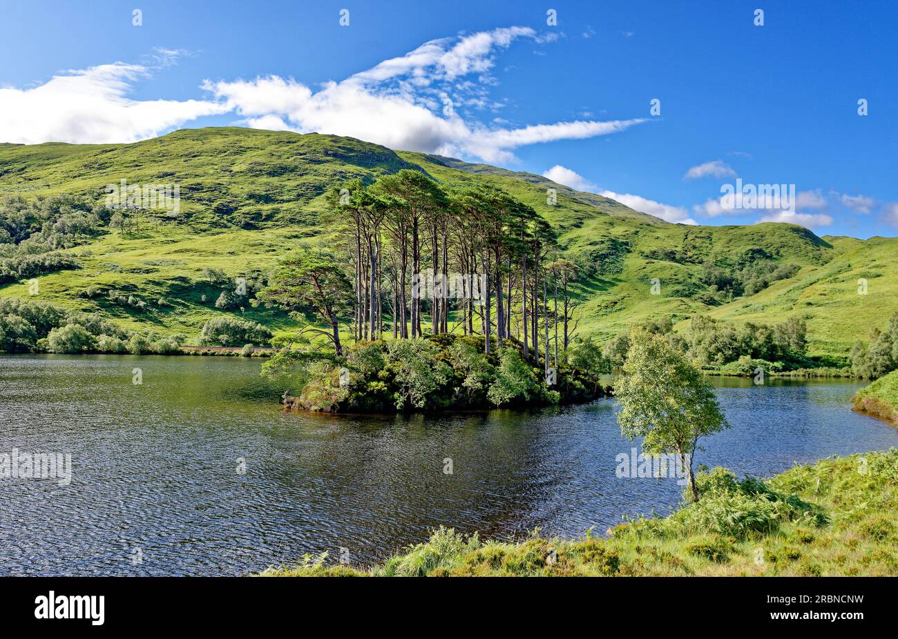 Dumbledores Grab Lochailort Scotland eine kleine Insel mit Schottischen Pinien am westlichen Ende von Loch Eilt Stockfoto