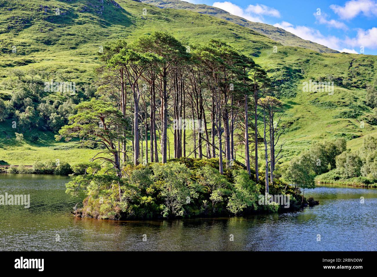 Dumbledores Grab Lochailort Schottland die kleine Insel mit Schottischen Pinien am westlichen Ende von Loch Eilt Stockfoto