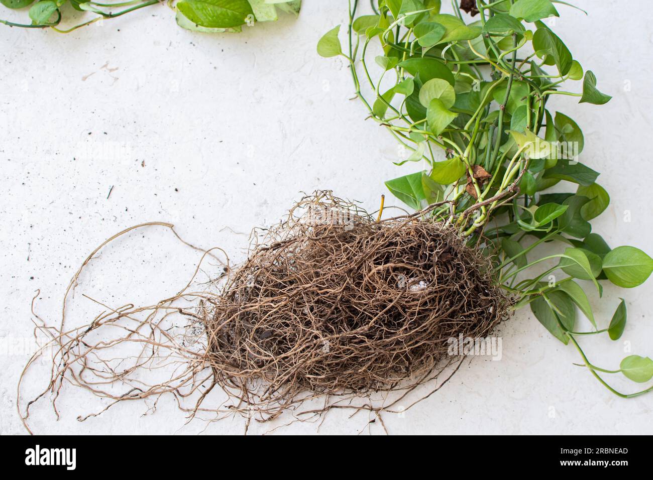 Wurzelball der Pothos-Hauspflanze. Hauspflanze umtopfen. Hauspflanze mit Wurzelbindung. Root-System Stockfoto