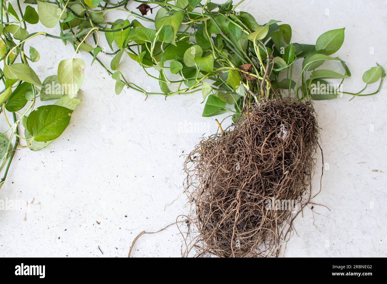 Wurzelball der Pothos-Hauspflanze. Hauspflanze umtopfen. Hauspflanze mit Wurzelbindung. Root-System Stockfoto