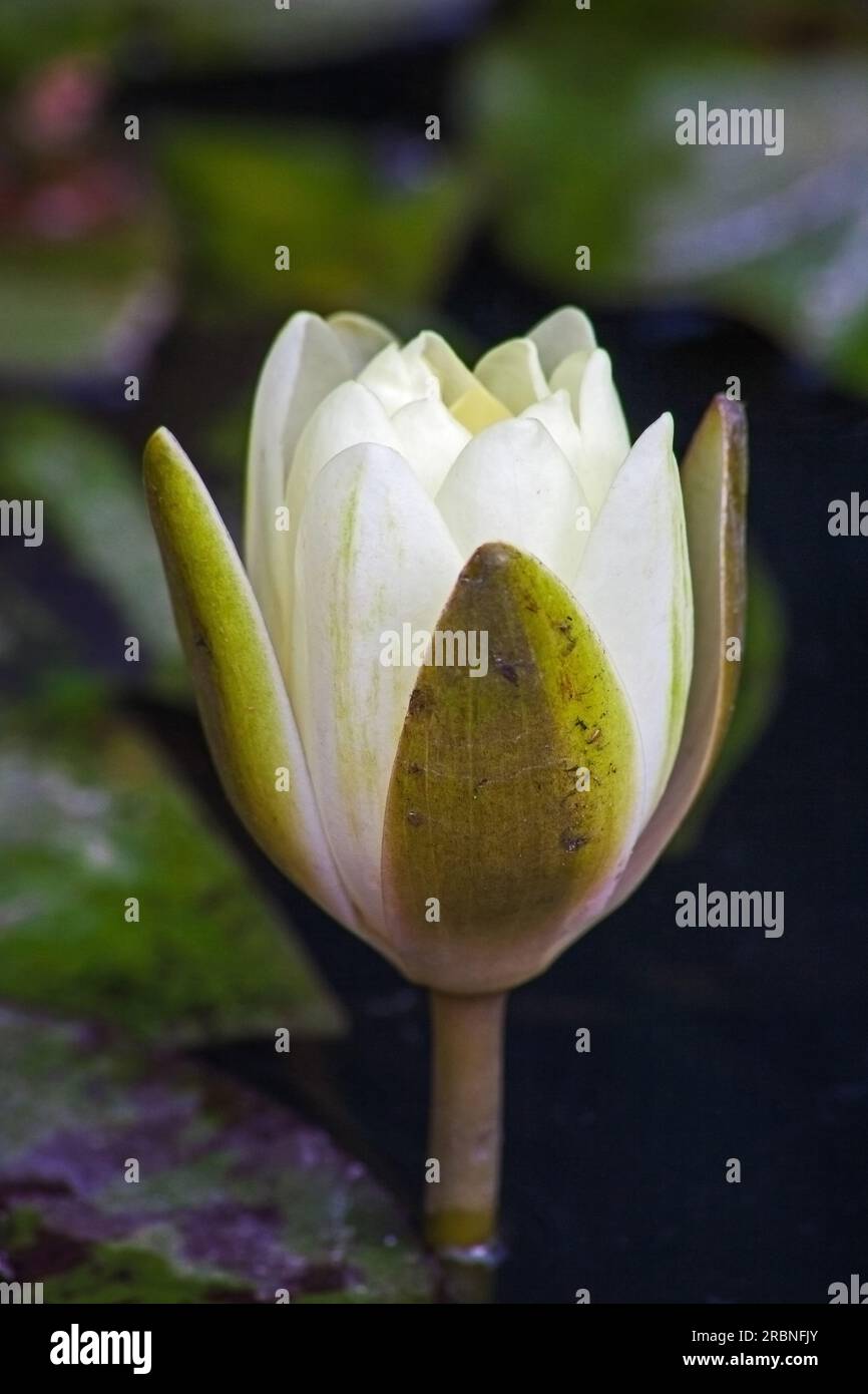 Nymphaea nouchali var caerulea 14405 Stockfoto