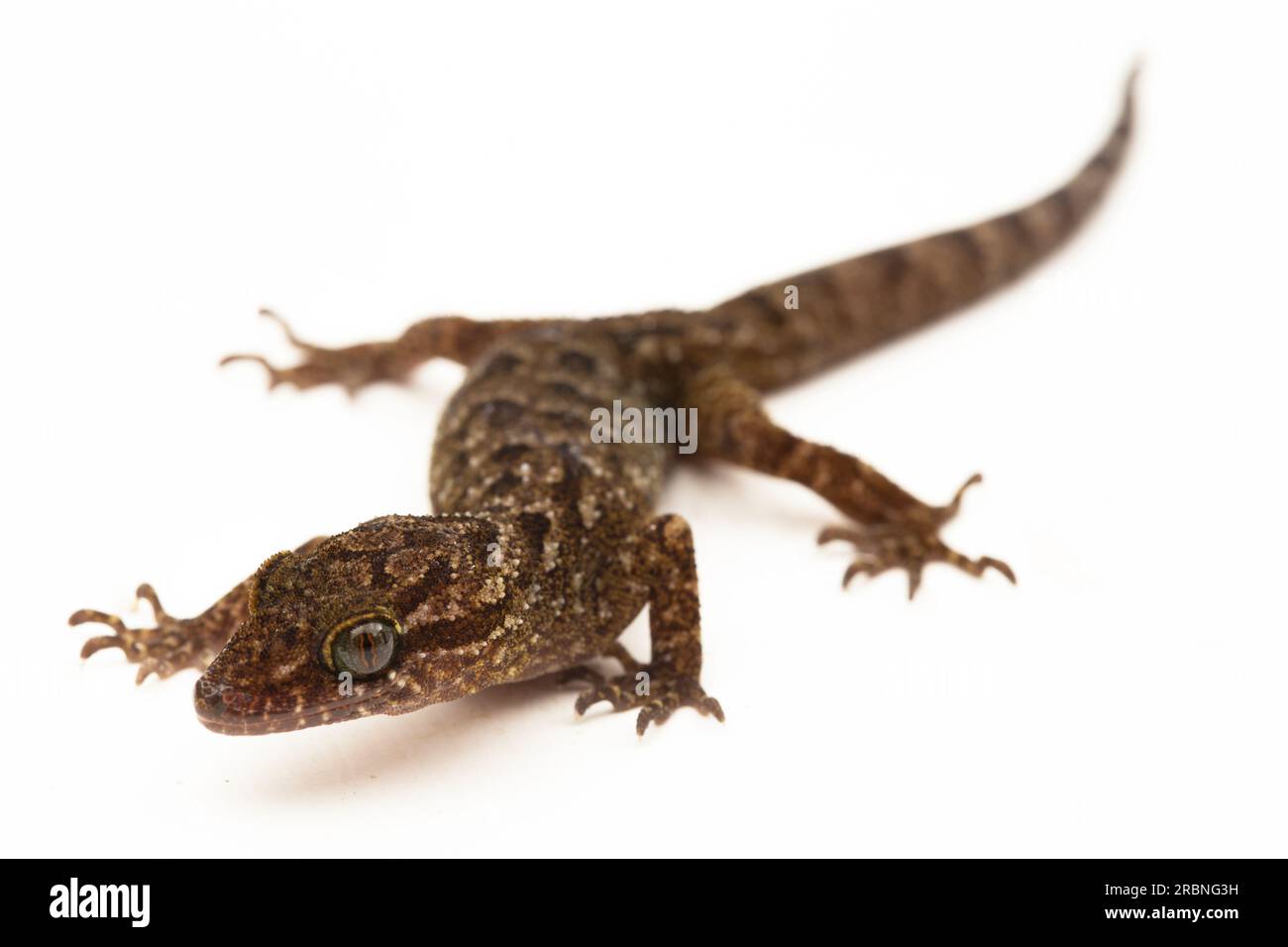 Der marmorierte Gecko mit Bogenfingern oder Javanergeckte Gecko-Eidechse cyrtodactylus marmoratus, isoliert auf weißem Hintergrund Stockfoto