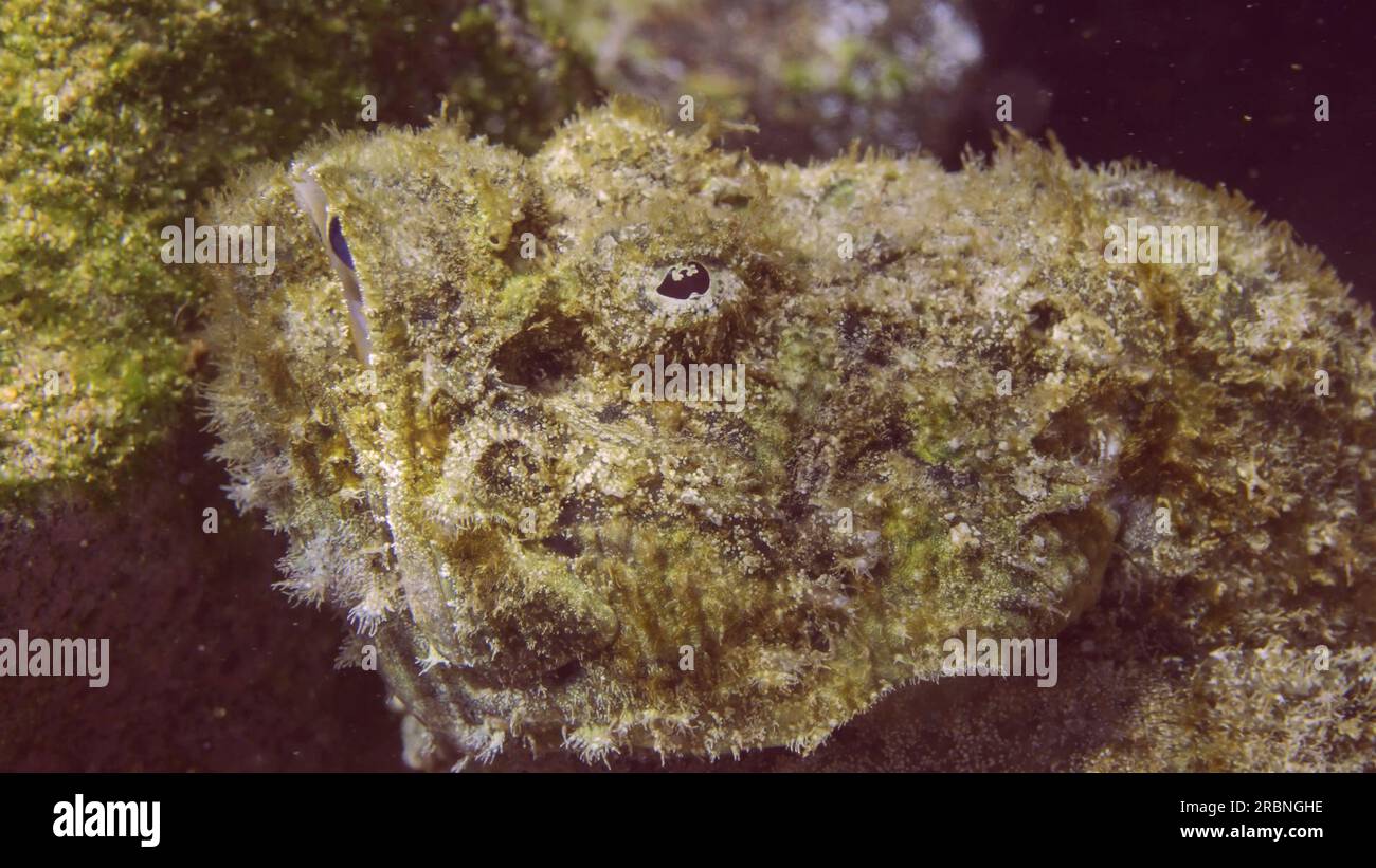 Nahaufnahmen von Devil Scorpionfish oder False Stonefish (Scorpaenopsis diabolus) liegen auf dem Meeresboden in hellen Sonnenstrahlen, Rotes Meer, Ägypten Stockfoto