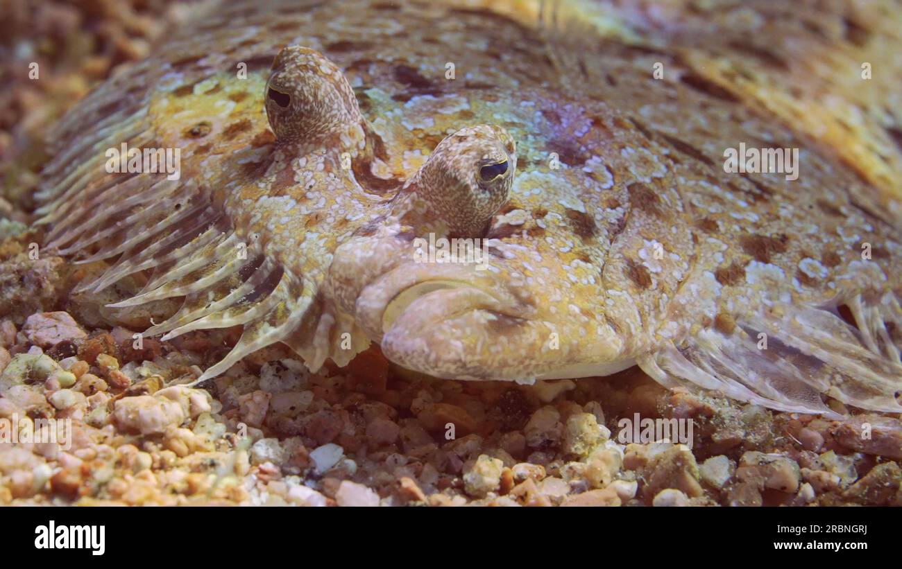 Porträt von Leopardenflunder oder Pantherflunder (Bothus pantherinus) liegt auf sandigem Grund bei hellem Sonnenlicht, Rotes Meer, Ägypten Stockfoto