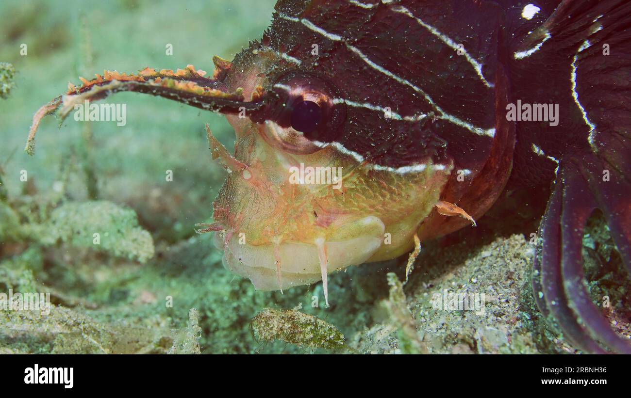 Nahaufnahmen von Radial Firefish, Red Sea Lionfish oder Clearfin Lionfish (Pterois radiata, Pterois cincta), die auf Sandböden mit Head burie schlafen Stockfoto