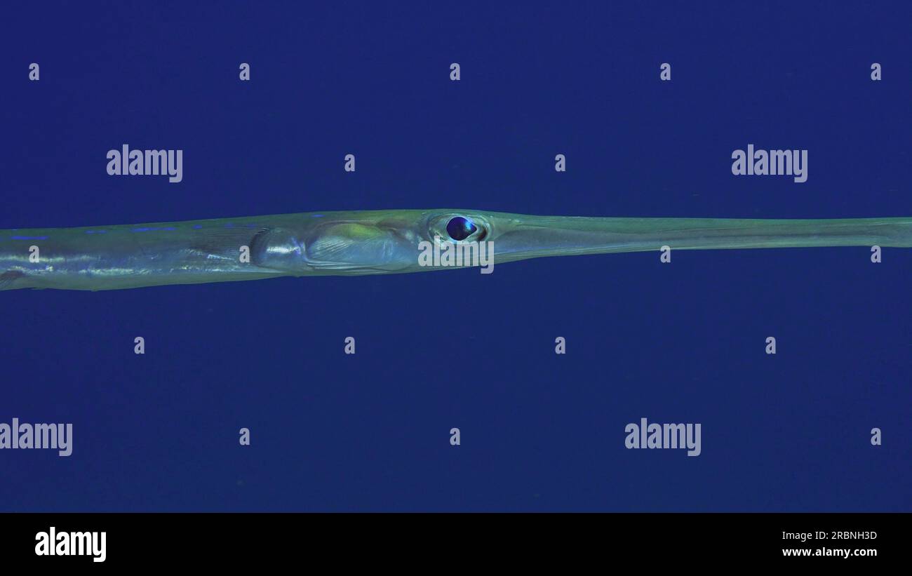 Nahaufnahmen von Bluespotted Cornetfish oder Smooth Flutemouth (Fistularia commersonii) Schwimmen auf blauem Wasserhintergrund am Abend in der Sonnenuntergangssonne Stockfoto