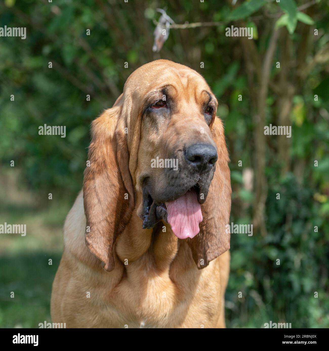 bloodhound Kopf und Schultern Stockfoto
