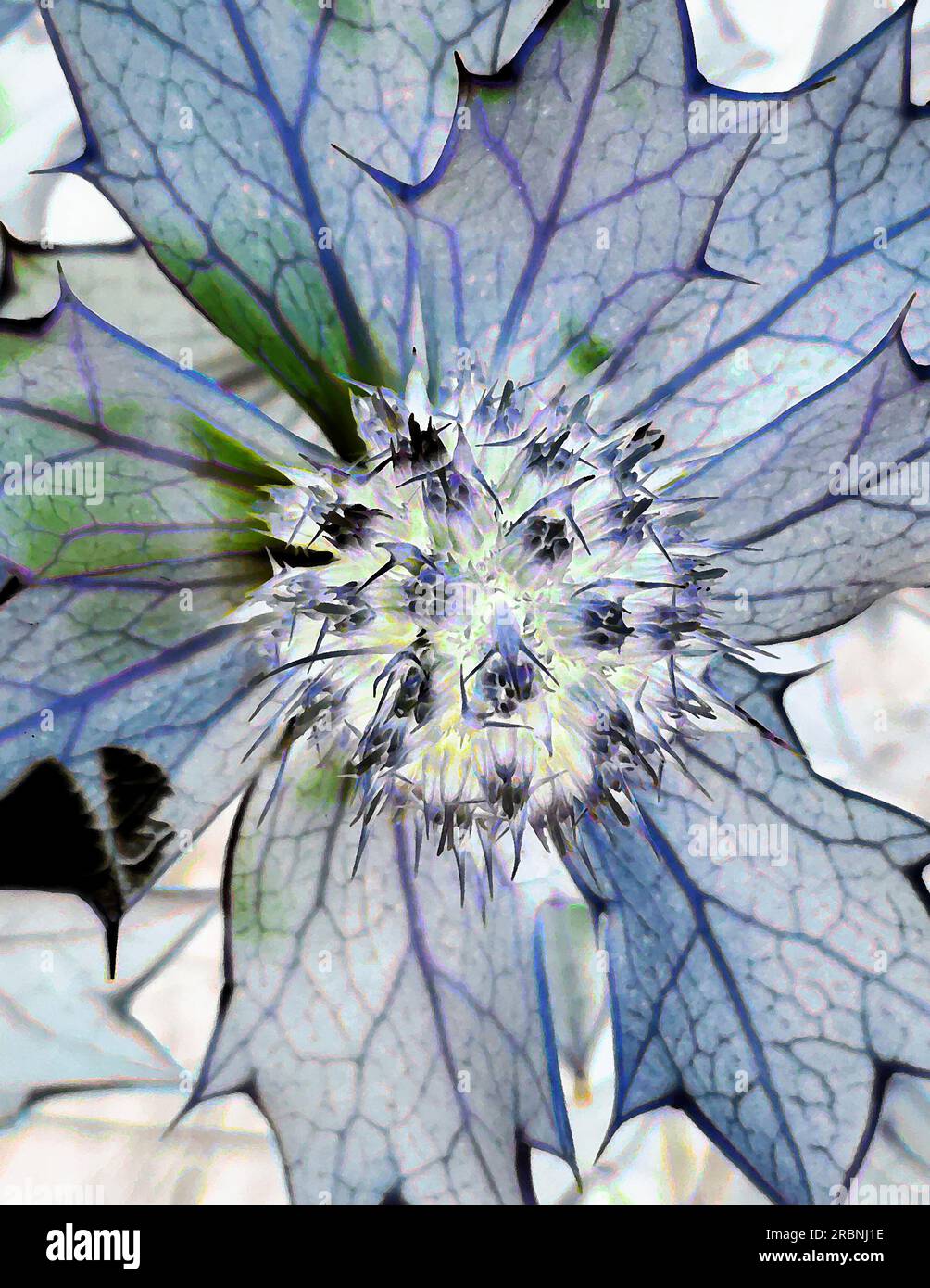 Kunst aus nächster Nähe von Eryngo oder Meerholzblume (Eryngium maritimum) beleuchtet von hinten, wobei der violett-blaue Venen-Blütenkopf und der kuppelförmige Umbel hervorgehoben werden Stockfoto