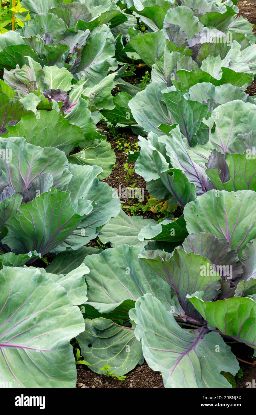Kohl Pflanzen eine beliebte Sorte der Gattung Brassica Oleracea Capitata Gruppe Linne der Familie Brassicaceae oder Cruciferae Stockfoto