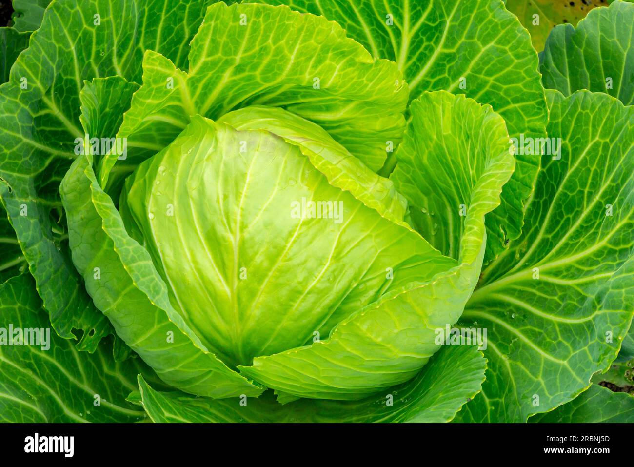 Kohl Pflanzen eine beliebte Sorte der Gattung Brassica Oleracea Capitata Gruppe Linne der Familie Brassicaceae oder Cruciferae Stockfoto