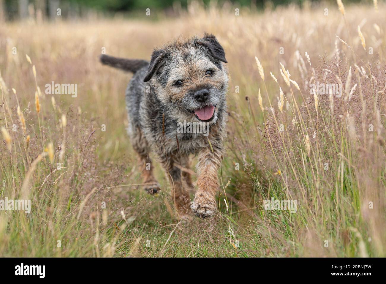Der Grenzhund läuft in langem Gras auf die Kamera zu Stockfoto