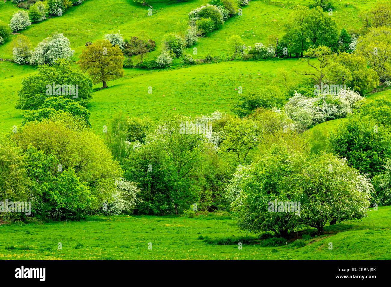 Blick über Felder in Richtung Starkholmes Dorf von Matlock Bath im Derbyshire Dales Peak District England mit Bäumen in Frühlingsfarben. Stockfoto